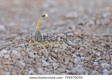 Desert scorpion in Negev, Israel