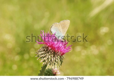 flower of Thistle, butterfly on flower