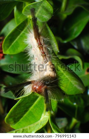  Hariry caterpillar Eat leaves close up Black background 