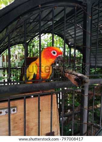 bird pets red parrot looking