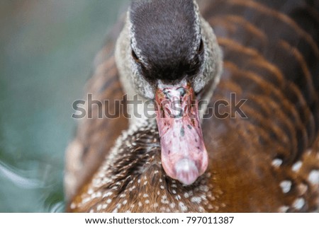 Close up of duck