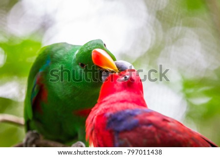 Green parrot and red parrot