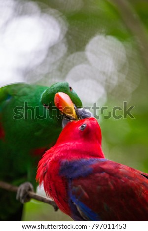 Green parrot and red parrot