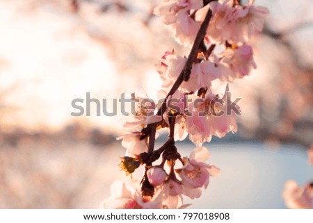 Cherry Blossom Blooming in Tokyo, Japan