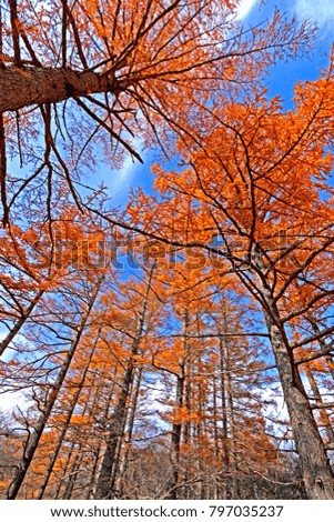 Pine tree on autumn season leaf in Japan