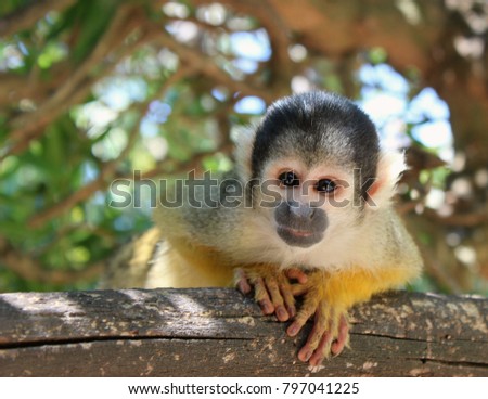 Cute Bolivian squirrel monkey (Saimiri boliviensis) playing in branch Royalty-Free Stock Photo #797041225