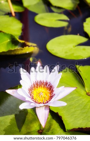 Picture of a lotus flower, selective focus.