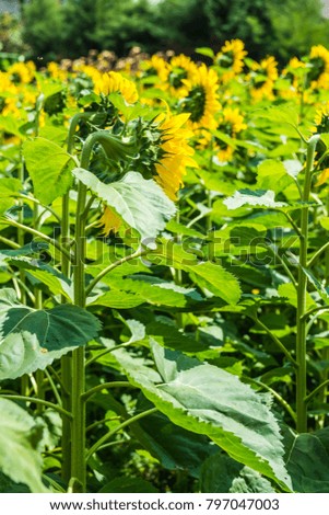 Sunflower field in Thai country, Thailand.