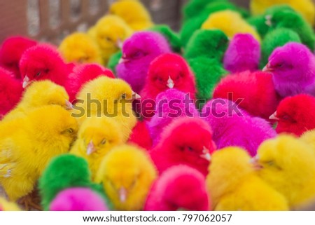 colorful chick background, animal, pet