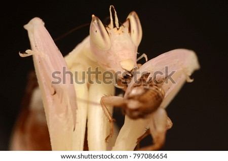 Orchid Mantis Hymenopus coronatus
