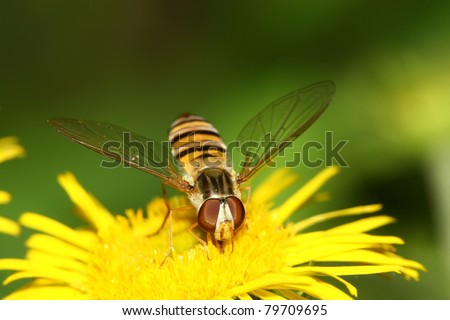 a kind of insects named syrphidae