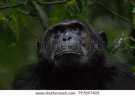 Primates, East Africa