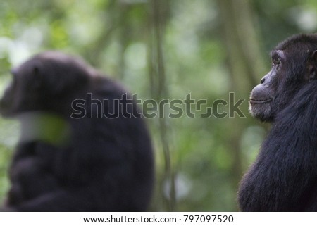 Primates, East Africa
