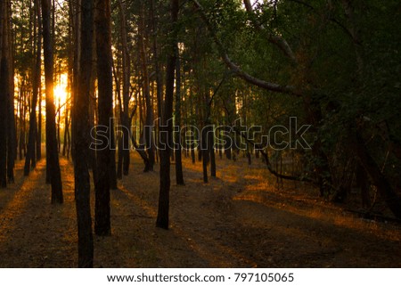 
Sunset in the forest