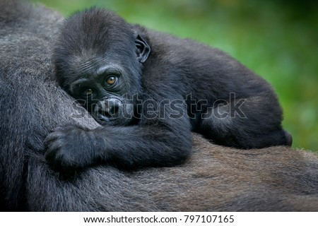 A gorilla baby Royalty-Free Stock Photo #797107165