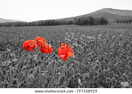 A picture of a wild poppy in Tuscany, Italy. The picture is black and white with red poppy isolated.  