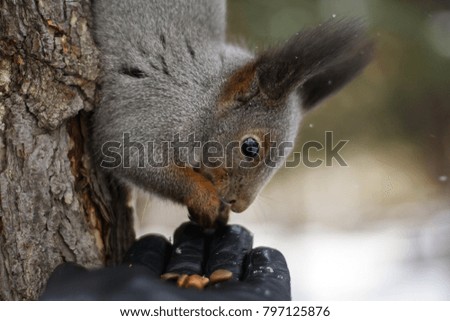 A small squirrel in the winter forest is stocked with nuts.