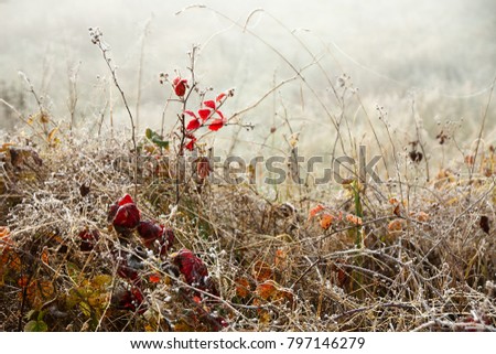 Frosted colorful plants in the meadow on a cold morning.