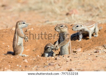 Family of Ground Squirrels carefully come out of their burrow in the Kalahari