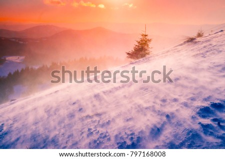 Tree, snow, windy winter sunset