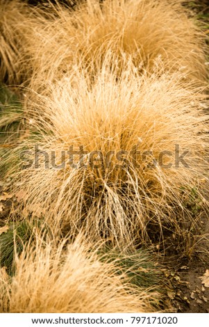 A bush of dry grass in the park