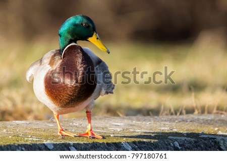 Mallard (Anas platyrhynchos) standing on the shore, male wild duck outside the water