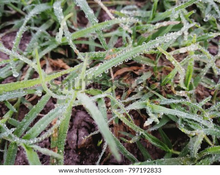 Grass natural with dew point in the garden