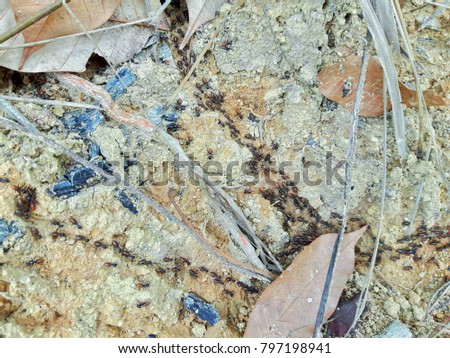 Ants marching in a line on the ground. Black Tree Ant 