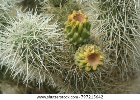 Prickly pear cactus with pear fruit bud