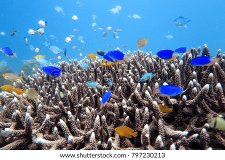 Clear Ocean and Small Fishs in the Philippines