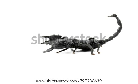 scorpion white background