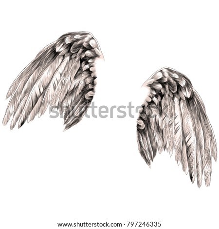 angel wings sketch vector graphics color picture
