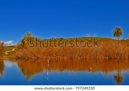 Reeds on the shore of the lake with blue sky