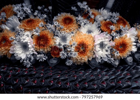 Beautiful flowers,chrysanthemum background,chrysanthemum,chrysanthemum flowers in the garden