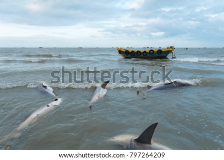 Shark hunting, catch shark. Royalty high quality free stock photo image of shark on the beach and fishing boats in Long Hai beach, Vietnam. Fisherman and people catch sharks for fins 