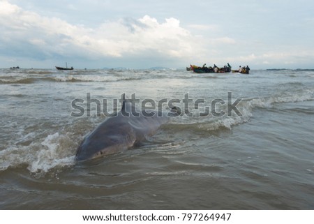 Shark hunting, catch shark. Royalty high quality free stock photo image of shark on the beach and fishing boats in Long Hai beach, Vietnam. Fisherman and people catch sharks for fins 