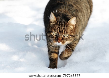 A beautiful cat walks in the snow. Fairytale winter.