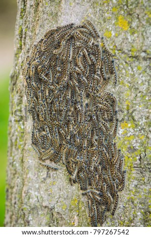 Caterpillars nest on tree. Caterpillar colony on tree with texture in green and yellow. Tree attacked by caterpillars. Caterpillars texture. Best photo for environment concept.