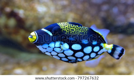 Clown Triggerfish (Balistoides conspicillum) in Aquarium against Coral Background