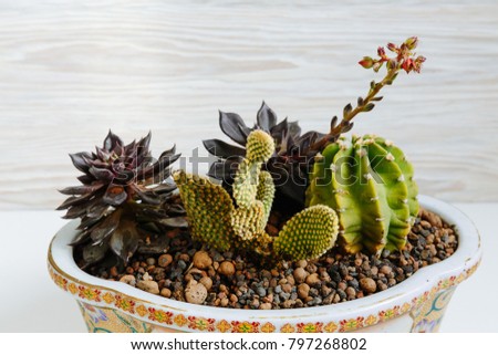 Desert cactus on a white background