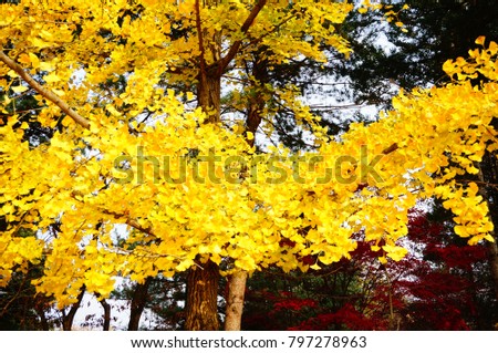 Ginkgo Tree Leaves in Autumn
