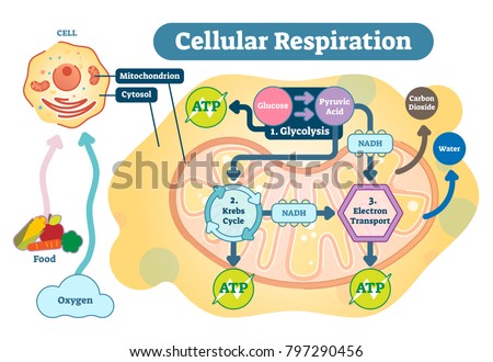 Cellular respiration is a set of metabolic reactions that take place in the cells of organisms to convert biochemical energy from nutrients into adenosine triphosphate, and then release waste products Royalty-Free Stock Photo #797290456