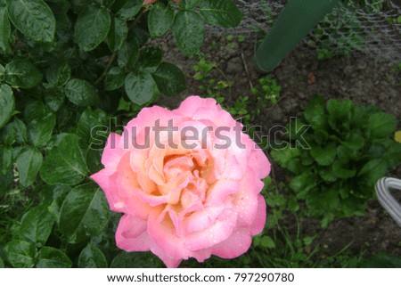 Flowers, pink fluffy rose