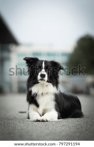 portrait of adorable young black and white border collie