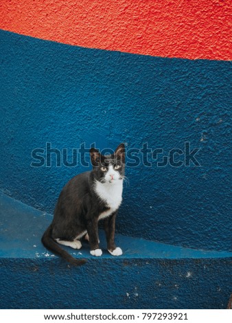 Black Malaysian domestic cat over nice blue and red contrasty coloured background
