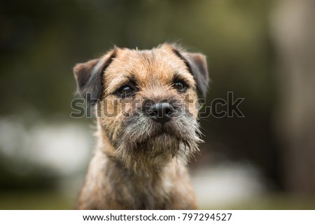 cute purebred border terrier portrait