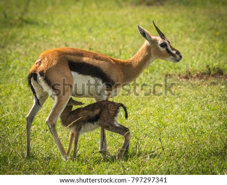 Image of antelope Thompson and her newborn baby in Masai Mara, Kenya