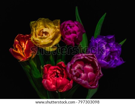 Surrealistic fine art floral still life colorful flower macro of a flowering tulip blossom bouquet of six on black background in vivid colors, red, pink, orange, yellow and green leaves