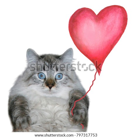 Funny cat with red balloon in the shape of heart is looking at the camera, isolated on white background. Purebred Siberian, Neva Masquerade cat. Space for text