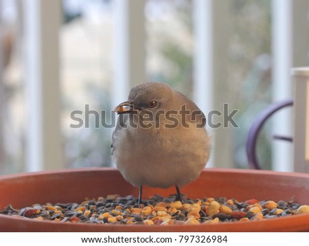 Northern Mockingbird Feeding - Photograph of a Northern Mockingbird feeding on peanuts in a clay saucer on a patio.  Selective focus on the mockingbird's head area. 